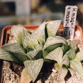 Haworthia magnifica v. magnifica
