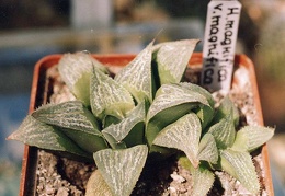 Haworthia magnifica v. magnifica