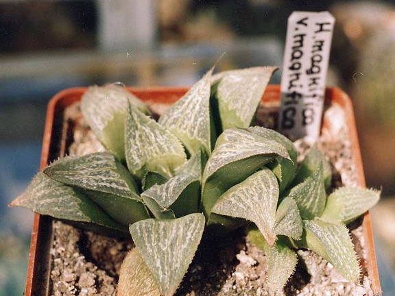 Haworthia magnifica v. magnifica