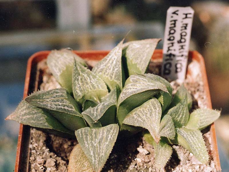 Haworthia magnifica v. magnifica
