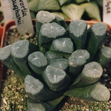 Haworthia maughanii