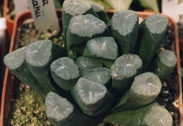 Haworthia maughanii