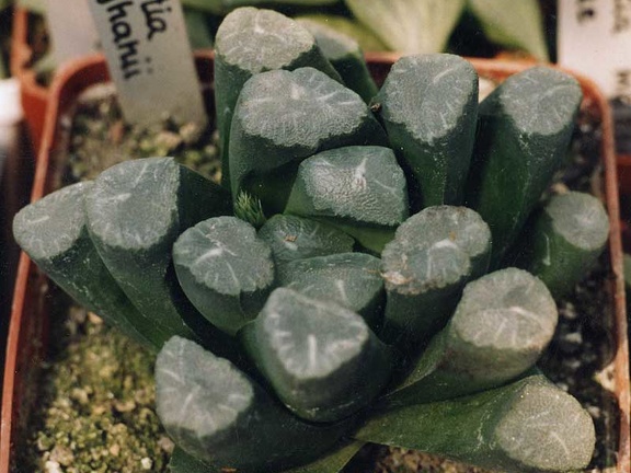Haworthia maughanii