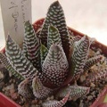 Haworthia minima
