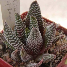 Haworthia minima