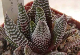 Haworthia minima