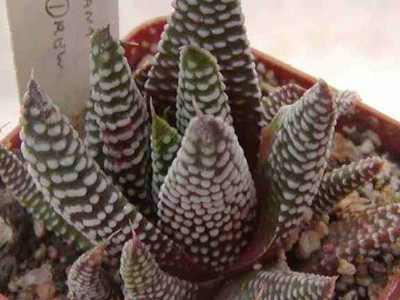 Haworthia minima