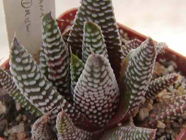 Haworthia minima