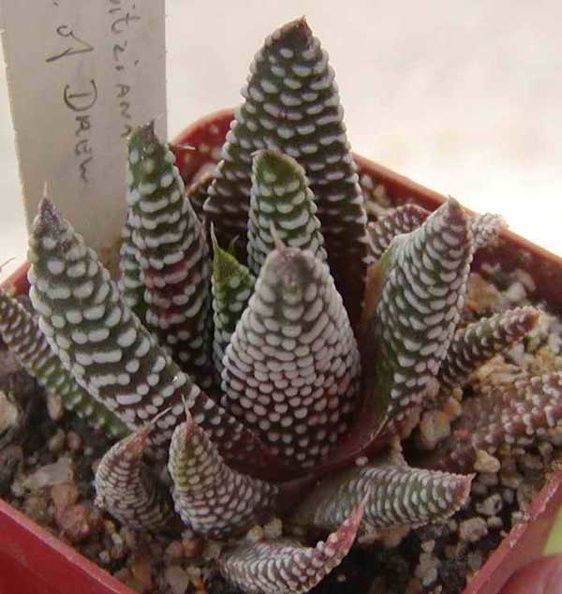 Haworthia-minima.jpg