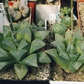 Haworthia mutica