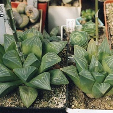 Haworthia mutica