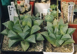 Haworthia mutica