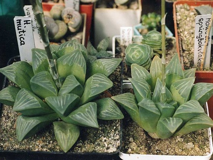 Haworthia mutica