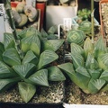Haworthia-mutica.jpg