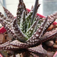 Haworthia pumila cv. 'Donut'