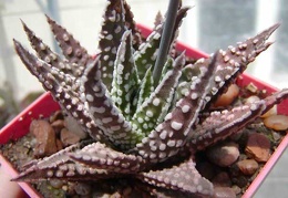 Haworthia pumila cv. 'Donut'