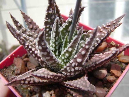 Haworthia pumila cv. 'Donut'