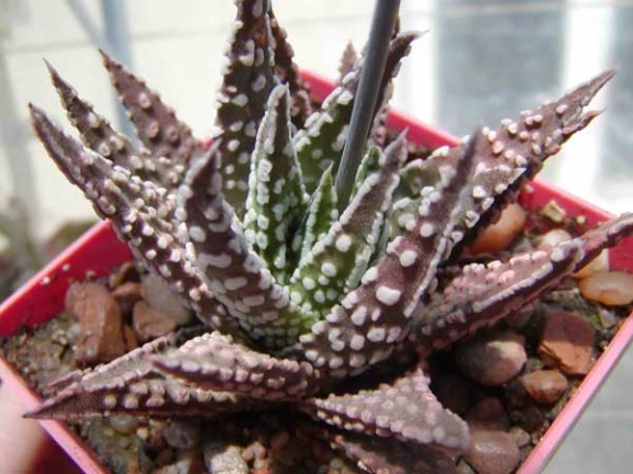 Haworthia pumila cv. 'Donut'