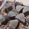 Haworthia pygmaea v. crystalina