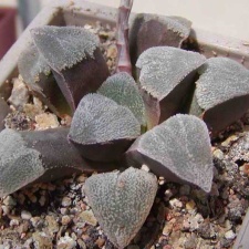 Haworthia pygmaea v. crystalina