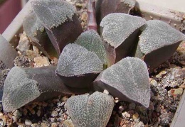 Haworthia pygmaea v. crystalina