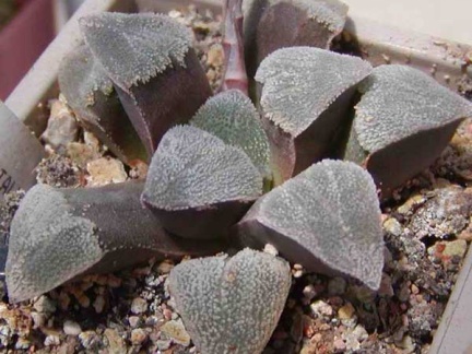 Haworthia pygmaea v. crystalina