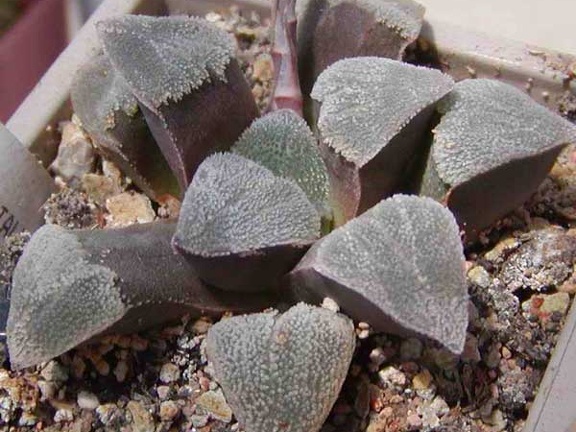 Haworthia pygmaea v. crystalina