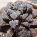 Haworthia cv. 'Kegazato'