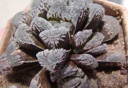 Haworthia cv. 'Kegazato'
