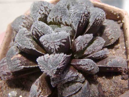 Haworthia cv. 'Kegazato'