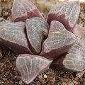 Haworthia pygmaea v. argenteo-maculosa