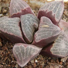 Haworthia pygmaea v. argenteo-maculosa