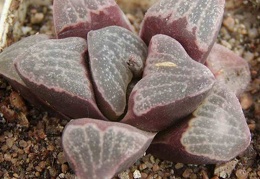 Haworthia pygmaea v. argenteo-maculosa