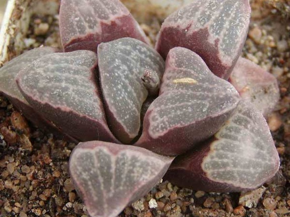 Haworthia pygmaea v. argenteo-maculosa