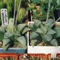 Haworthia retusa v. dekenahii