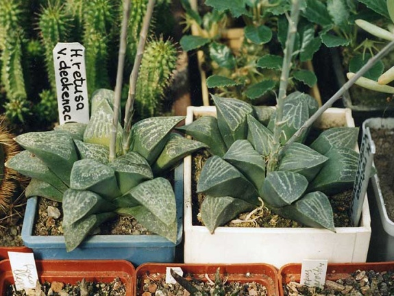 Haworthia retusa v. dekenahii