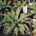 Haworthia retusa v. acuminata