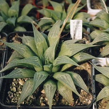 Haworthia retusa v. acuminata