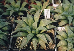 Haworthia retusa v. acuminata