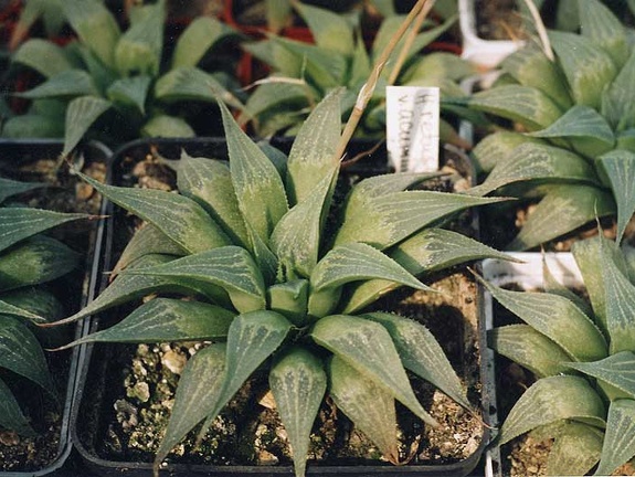 Haworthia retusa v. acuminata