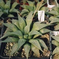 Haworthia-retusa-v_-acumina.jpg