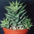 Haworthia.jpg