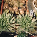 Haworthia translucens v. tenera