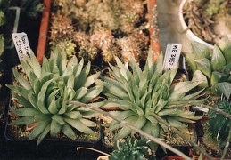 Haworthia translucens v. tenera