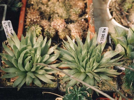 Haworthia translucens v. tenera