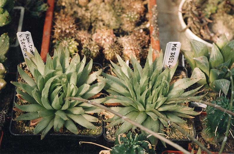 Haworthia-tranlusensis-v.jpg