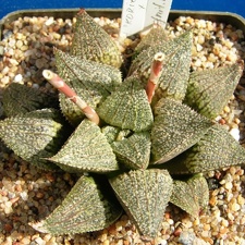 Haworthia Korizato x H magnifica v splendens SH1 Telp-El FG