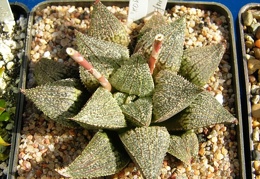 Haworthia Korizato x H magnifica v splendens SH1 Telp-El FG