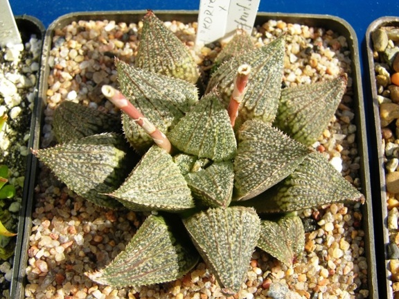 Haworthia Korizato x H magnifica v splendens SH1 Telp-El FG
