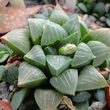 Haworthia  magnifica